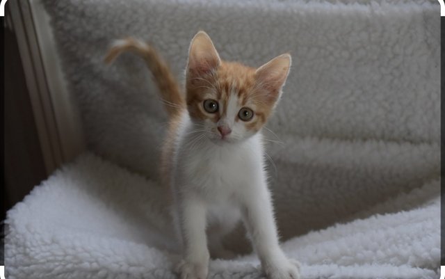 Clownfish  - Domestic Short Hair Cat