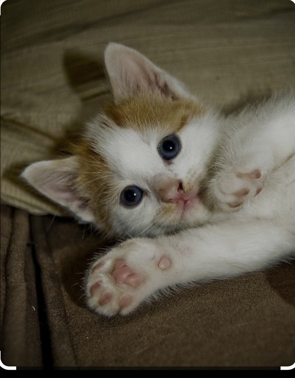 Goldfish  - Domestic Short Hair Cat