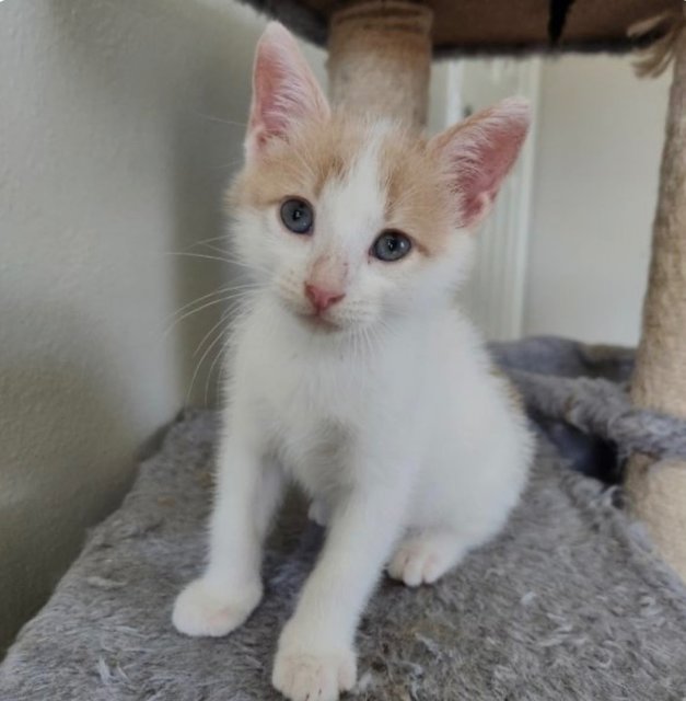 Goldfish  - Domestic Short Hair Cat