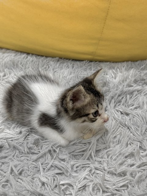 Tiny Cute Kitty  - Domestic Medium Hair Cat