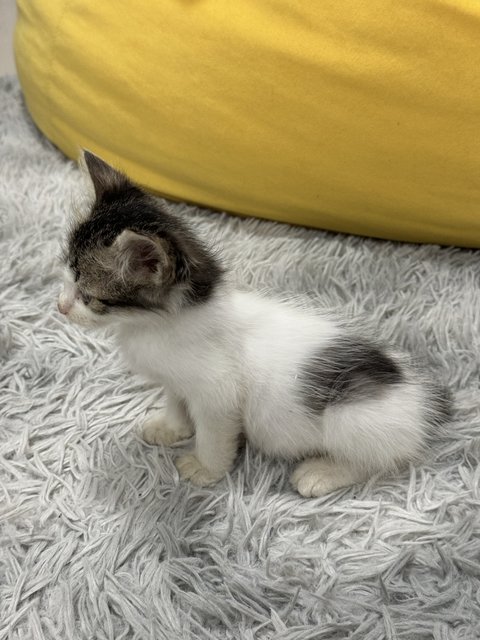 Tiny Cute Kitty  - Domestic Medium Hair Cat