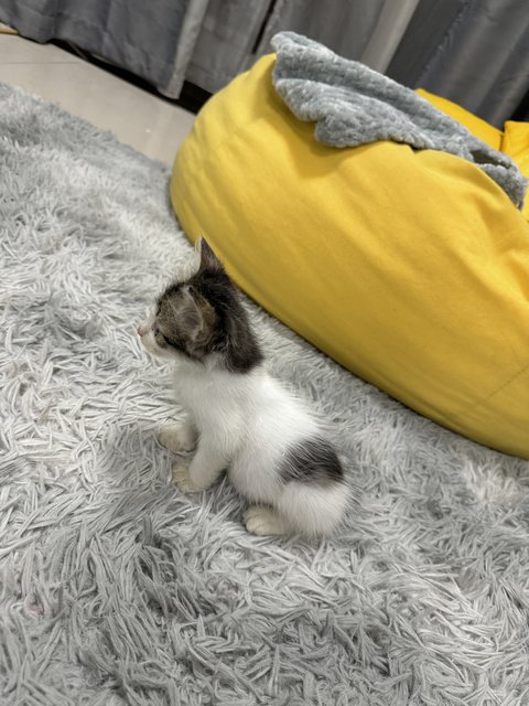 Tiny Cute Kitty  - Domestic Medium Hair Cat