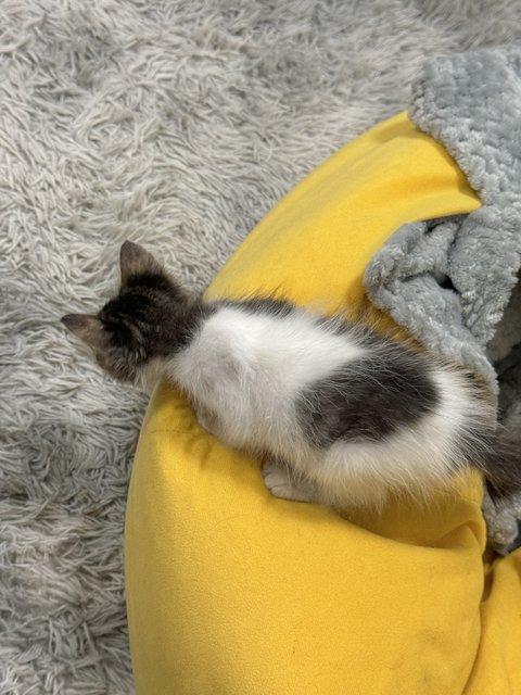 Tiny Cute Kitty  - Domestic Medium Hair Cat