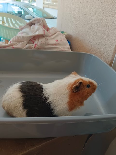 Latte - Guinea Pig Small & Furry