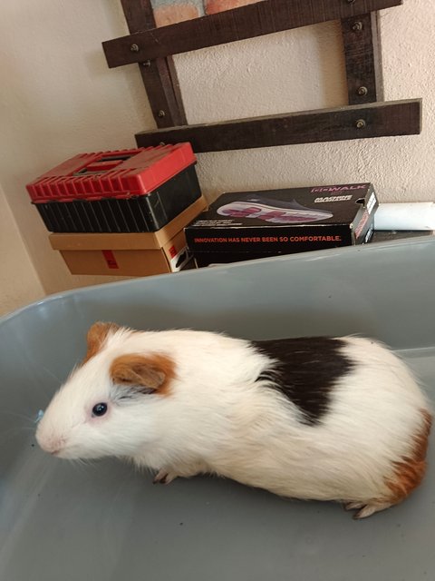 Latte - Guinea Pig Small & Furry