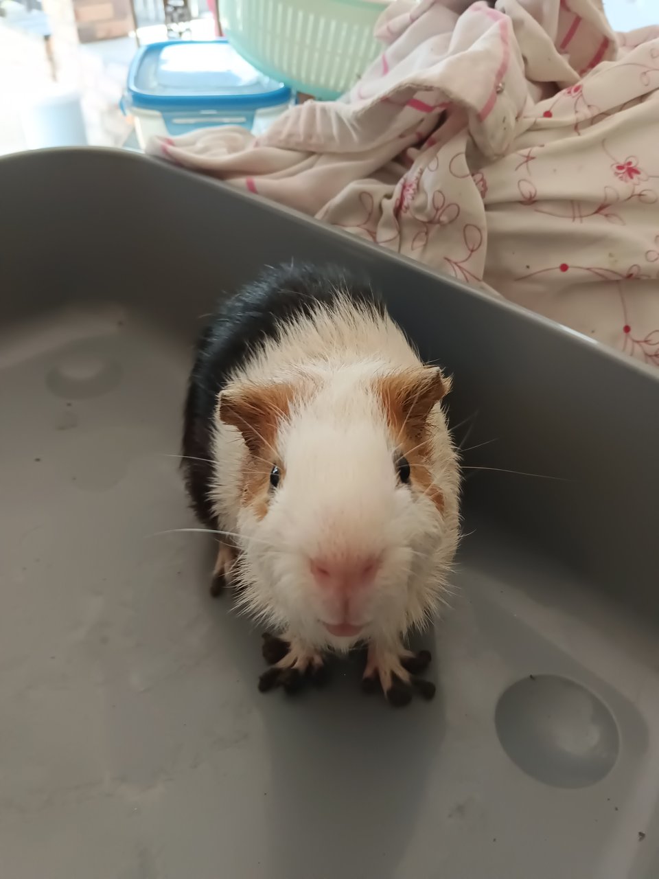 Button - Guinea Pig Small & Furry