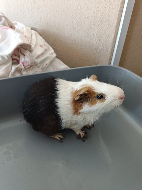 Button - Guinea Pig Small & Furry