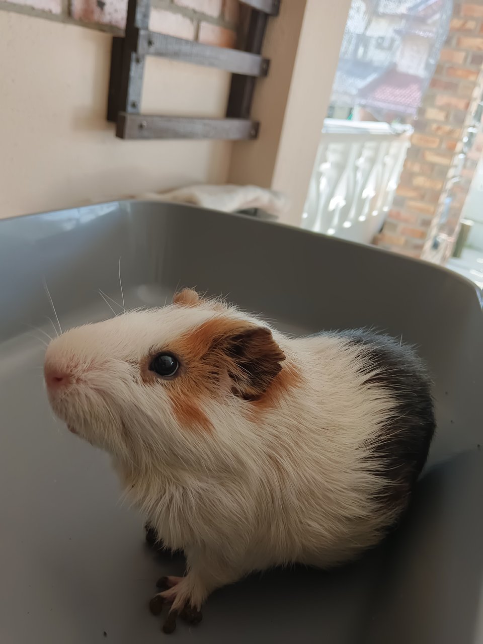 Latte &amp; Button - Guinea Pig Small & Furry