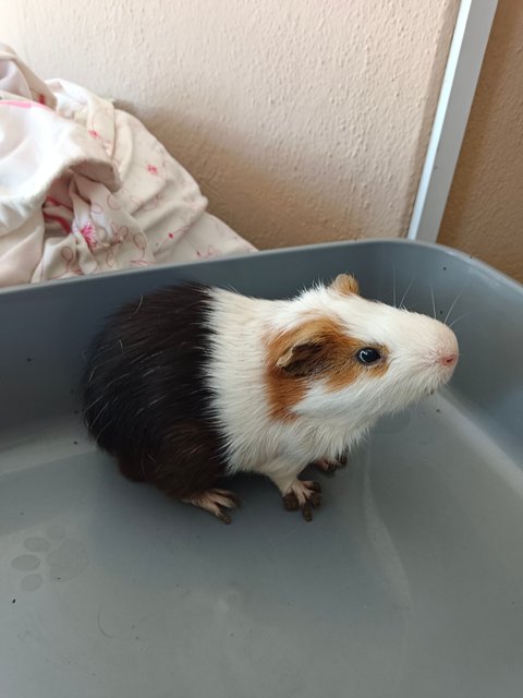 Latte &amp; Button - Guinea Pig Small & Furry