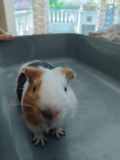 Latte &amp; Button - Guinea Pig Small & Furry