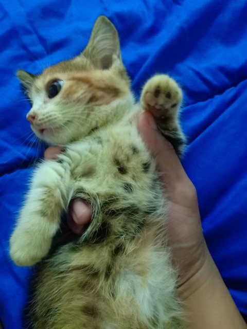 Comel, Mimi And Mok Mok - British Shorthair + Munchkin Cat