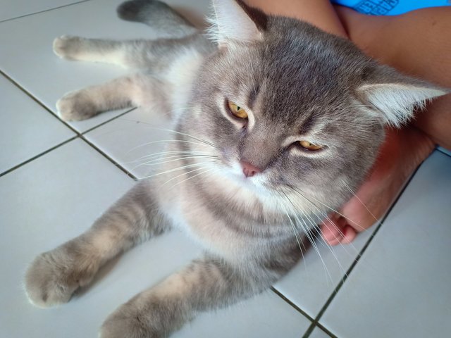 Comel, Mimi And Mok Mok - British Shorthair + Munchkin Cat