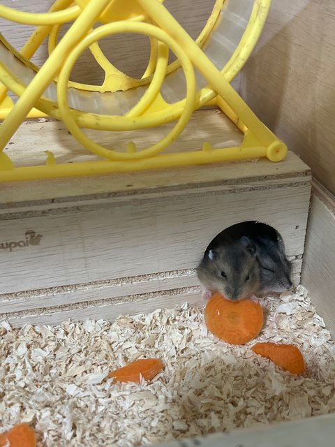 Dwarf Hamster - Short Dwarf Hamster Hamster