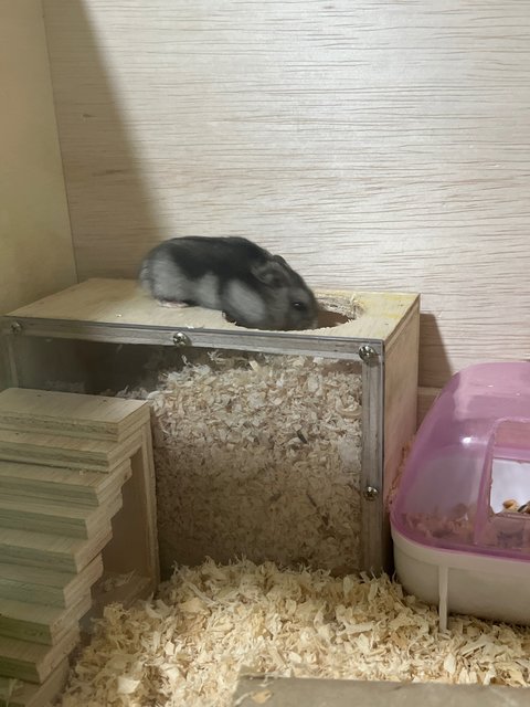 Dwarf Hamster - Short Dwarf Hamster Hamster