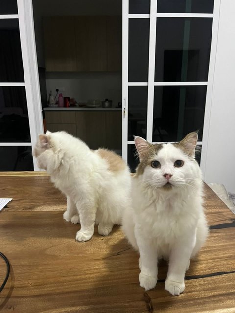 Hazel And Tompok - Domestic Long Hair Cat