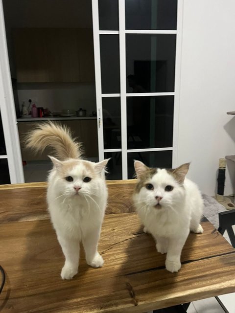 Hazel And Tompok - Domestic Long Hair Cat