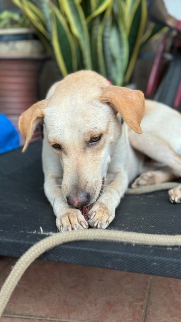 Marusya - Mixed Breed Dog