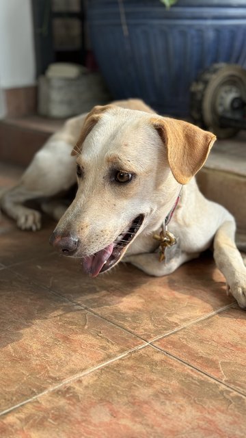 Marusya - Mixed Breed Dog