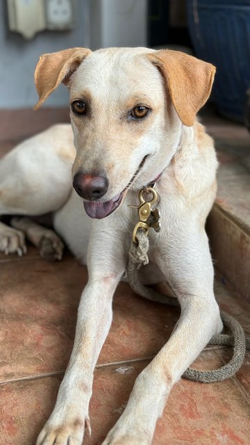 Marusya - Mixed Breed Dog