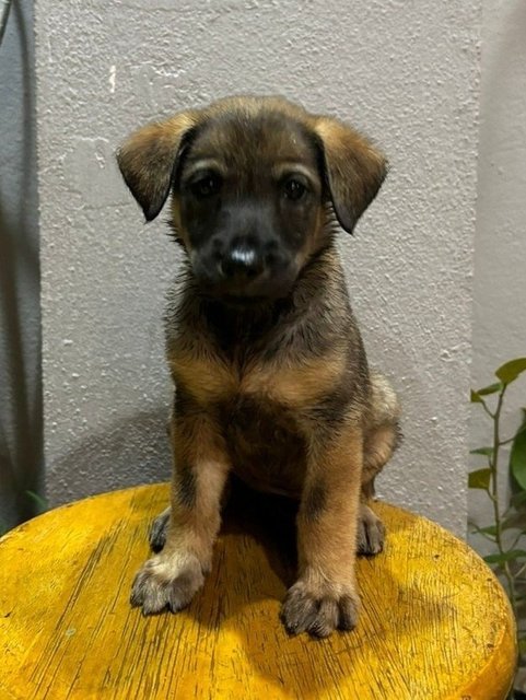 Free Adoption Babies - Mixed Breed Dog