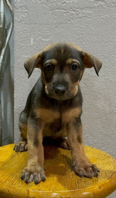 Free Adoption Babies - Mixed Breed Dog