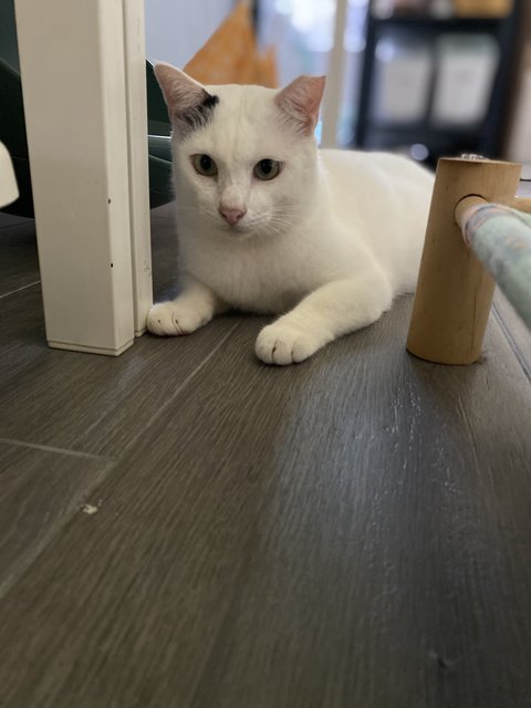 Prince 小白王子 - Domestic Medium Hair Cat