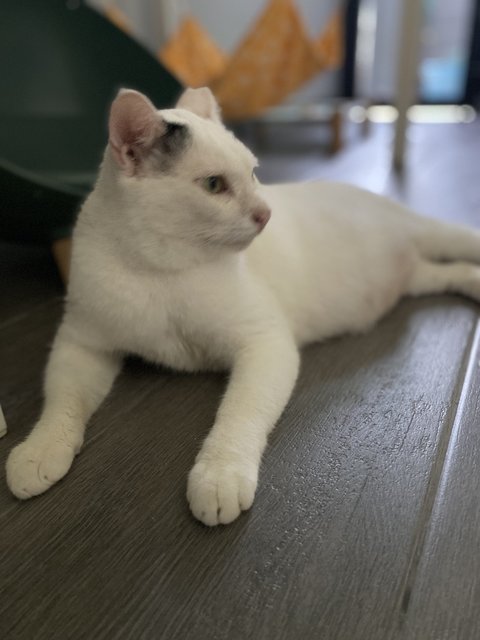 Prince 小白王子 - Domestic Medium Hair Cat