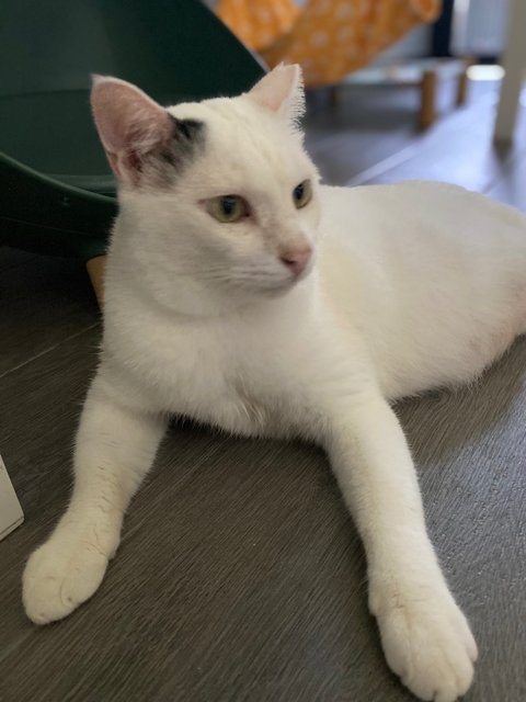 Prince 小白王子 - Domestic Medium Hair Cat