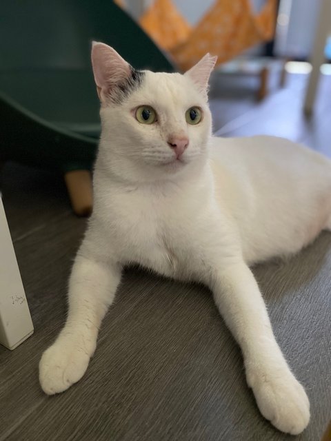 Prince 小白王子 - Domestic Medium Hair Cat