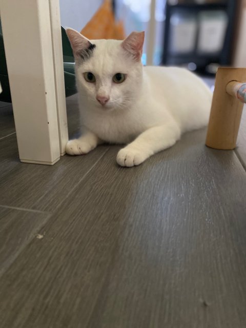 Prince 小白王子 - Domestic Medium Hair Cat