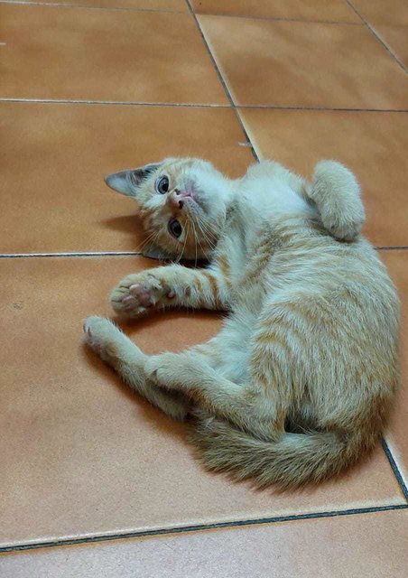 Oyen Klang - Domestic Short Hair Cat