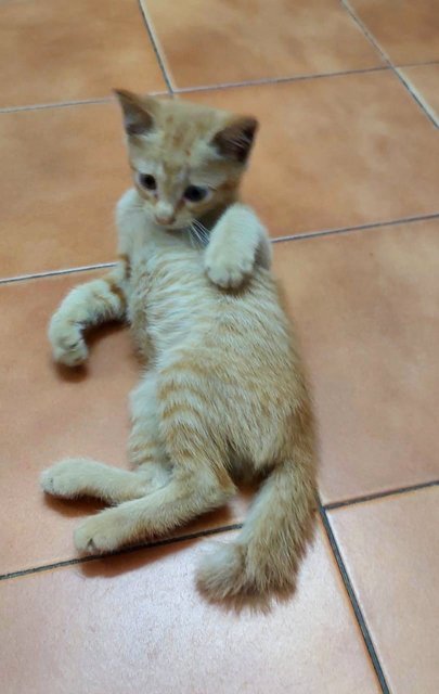 Oyen Klang - Domestic Short Hair Cat