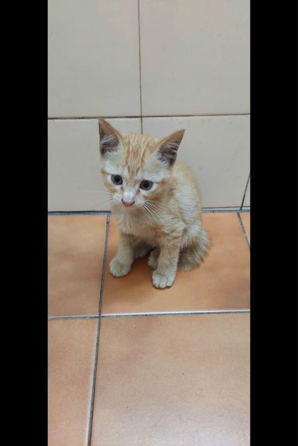 Oyen Klang - Domestic Short Hair Cat