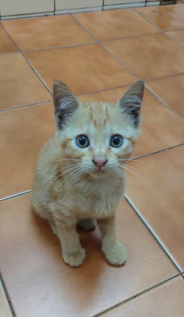 Oyen Klang - Domestic Short Hair Cat