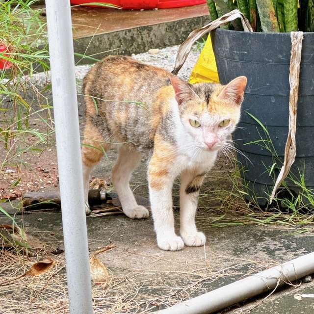 Pudding - Domestic Short Hair + Calico Cat