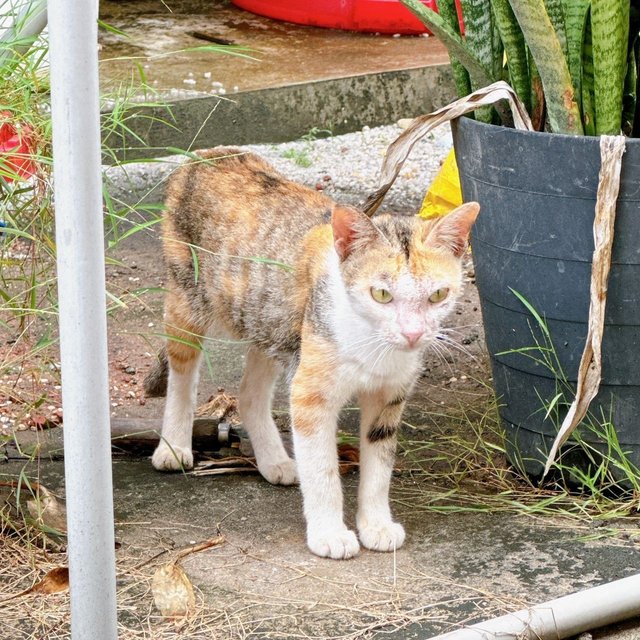 Pudding - Domestic Short Hair + Calico Cat