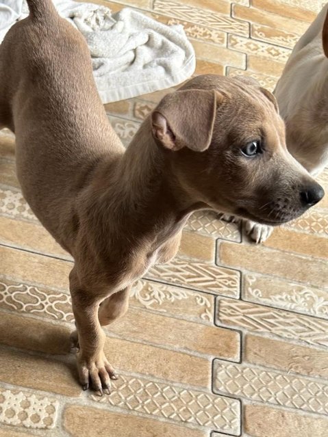 Blue Eye Puppy  - Mixed Breed Dog