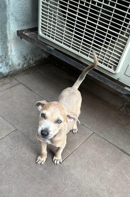 Blue Eye Puppy  - Mixed Breed Dog