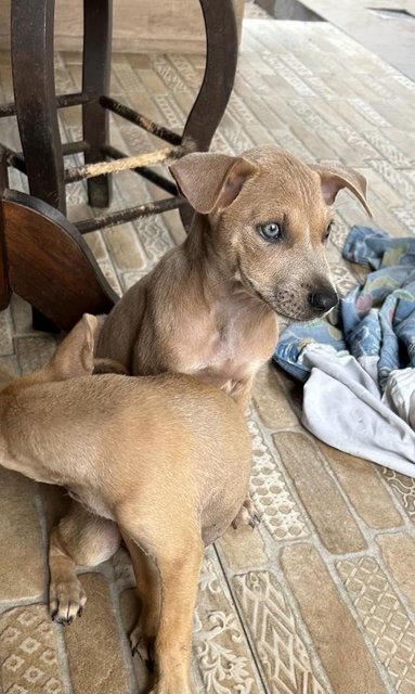 Blue Eye Puppy  - Mixed Breed Dog