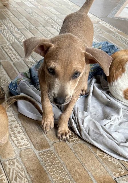 Blue Eye Puppy  - Mixed Breed Dog