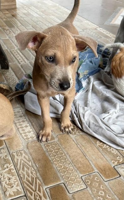 Blue Eye Puppy  - Mixed Breed Dog