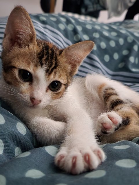 Pumpkin - Domestic Short Hair Cat