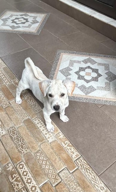 Labrador  Mixed  - Mixed Breed Dog