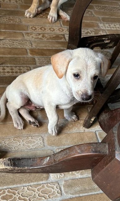 Labrador  Mixed  - Mixed Breed Dog