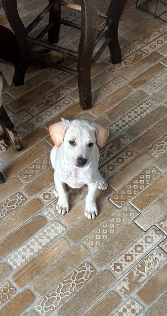 Labrador  Mixed  - Mixed Breed Dog