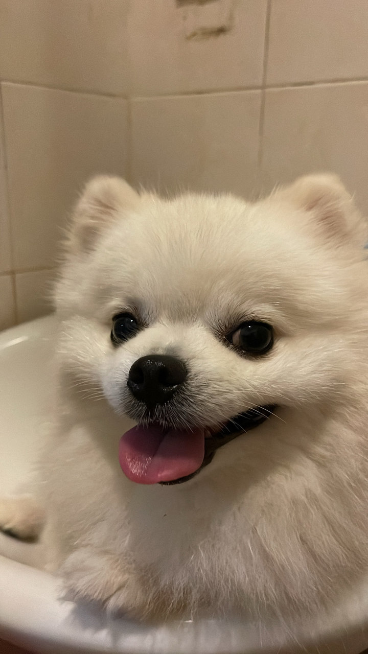 Snowy  - Pomeranian Dog