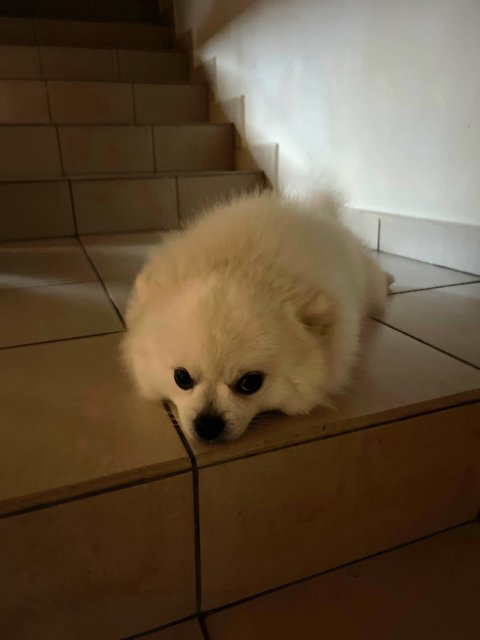 Snowy  - Pomeranian Dog