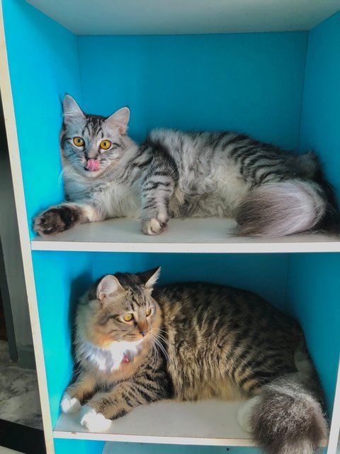 Bella - Maine Coon + British Shorthair Cat