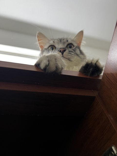 Bella - Maine Coon + British Shorthair Cat