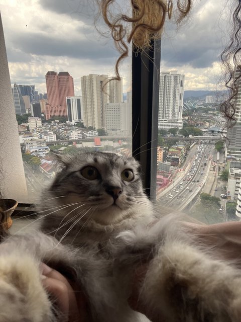 Bella - Maine Coon + British Shorthair Cat